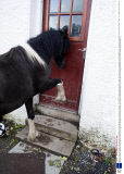 Horses Lucien and Amigo, who regularly let themselves into their owner's house, Ayrshire, Scotland - 15 Sep 2013