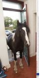 Horses Lucien and Amigo, who regularly let themselves into their owner's house, Ayrshire, Scotland - 15 Sep 2013