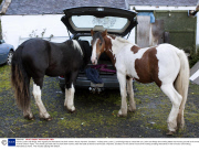Horses Lucien and Amigo, who regularly let themselves into their owner's house, Ayrshire, Scotland - 15 Sep 2013