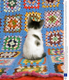 A photo series called 'Strays' shows kittens giving the camera the cold shoulder, New York, America - 19 Sep 2013