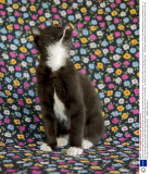 A photo series called 'Strays' shows kittens giving the camera the cold shoulder, New York, America - 19 Sep 2013