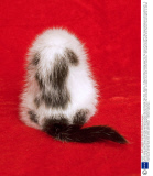 A photo series called 'Strays' shows kittens giving the camera the cold shoulder, New York, America - 19 Sep 2013