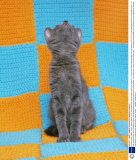 A photo series called 'Strays' shows kittens giving the camera the cold shoulder, New York, America - 19 Sep 2013