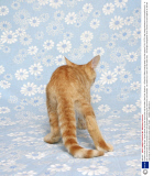 A photo series called 'Strays' shows kittens giving the camera the cold shoulder, New York, America - 19 Sep 2013