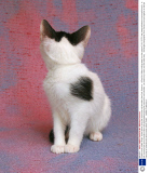 A photo series called 'Strays' shows kittens giving the camera the cold shoulder, New York, America - 19 Sep 2013