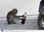 Monkey raids a moped and steals a coke drink, Pangkor Island, Malaysia - Sep 2013