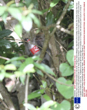 Monkey raids a moped and steals a coke drink, Pangkor Island, Malaysia - Sep 2013