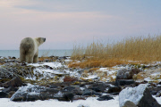 LES OURS POLAIRES EN BAIE D'HUDSON AU CANADA
