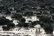 LES OURS POLAIRES EN BAIE D'HUDSON AU CANADA