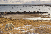LES OURS POLAIRES EN BAIE D'HUDSON AU CANADA