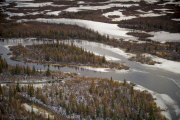 LES OURS POLAIRES EN BAIE D'HUDSON AU CANADA