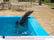 Caiman rescued from swimming pool, Pantanal, Brazil  - 17 Sep 2013