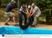 Caiman rescued from swimming pool, Pantanal, Brazil  - 17 Sep 2013