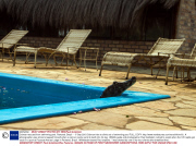 Caiman rescued from swimming pool, Pantanal, Brazil  - 17 Sep 2013