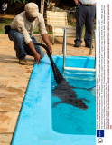 Caiman rescued from swimming pool, Pantanal, Brazil  - 17 Sep 2013
