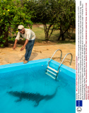 Caiman rescued from swimming pool, Pantanal, Brazil  - 17 Sep 2013