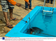 Caiman rescued from swimming pool, Pantanal, Brazil  - 17 Sep 2013