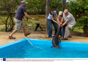 Caiman rescued from swimming pool, Pantanal, Brazil  - 17 Sep 2013