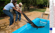 Caiman rescued from swimming pool, Pantanal, Brazil  - 17 Sep 2013