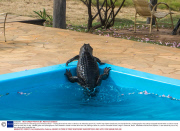 Caiman rescued from swimming pool, Pantanal, Brazil  - 17 Sep 2013