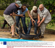 Caiman rescued from swimming pool, Pantanal, Brazil  - 17 Sep 2013