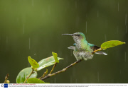 Green-crowned Brilliant hummingbird bathing in rain shower, Costa Rica, America - 2013