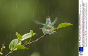 Green-crowned Brilliant hummingbird bathing in rain shower, Costa Rica, America - 2013
