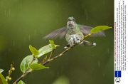 Green-crowned Brilliant hummingbird bathing in rain shower, Costa Rica, America - 2013