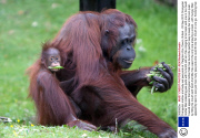 Orangutan mother and baby eat pea pods at  Paignton Zoo, Devon, Britain - 03 Sep 2013