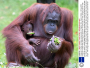 Orangutan mother and baby eat pea pods at  Paignton Zoo, Devon, Britain - 03 Sep 2013