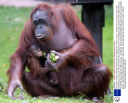Orangutan mother and baby eat pea pods at  Paignton Zoo, Devon, Britain - 03 Sep 2013