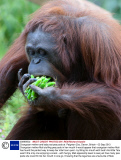 Orangutan mother and baby eat pea pods at  Paignton Zoo, Devon, Britain - 03 Sep 2013