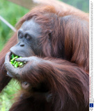 Orangutan mother and baby eat pea pods at  Paignton Zoo, Devon, Britain - 03 Sep 2013