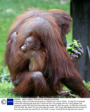 Orangutan mother and baby eat pea pods at  Paignton Zoo, Devon, Britain - 03 Sep 2013