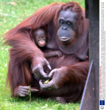 Orangutan mother and baby eat pea pods at  Paignton Zoo, Devon, Britain - 03 Sep 2013
