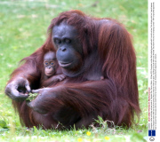 Orangutan mother and baby eat pea pods at  Paignton Zoo, Devon, Britain - 03 Sep 2013