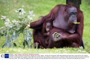 Orangutan mother and baby eat pea pods at  Paignton Zoo, Devon, Britain - 03 Sep 2013