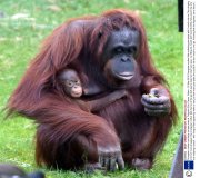 Orangutan mother and baby eat pea pods at  Paignton Zoo, Devon, Britain - 03 Sep 2013