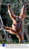Orangutan mother and baby eat pea pods at  Paignton Zoo, Devon, Britain - 03 Sep 2013