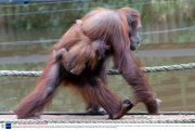 Orangutan mother and baby eat pea pods at  Paignton Zoo, Devon, Britain - 03 Sep 2013