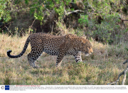 Mother wildebeest saves calf from leopard attack, Masai Mara, Kenya - 17 Sep 2013