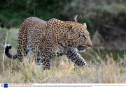Mother wildebeest saves calf from leopard attack, Masai Mara, Kenya - 17 Sep 2013