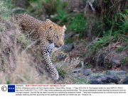 Mother wildebeest saves calf from leopard attack, Masai Mara, Kenya - 17 Sep 2013