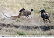 Mother wildebeest saves calf from leopard attack, Masai Mara, Kenya - 17 Sep 2013