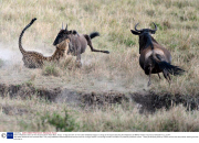 Mother wildebeest saves calf from leopard attack, Masai Mara, Kenya - 17 Sep 2013