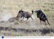 Mother wildebeest saves calf from leopard attack, Masai Mara, Kenya - 17 Sep 2013