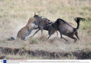 Mother wildebeest saves calf from leopard attack, Masai Mara, Kenya - 17 Sep 2013