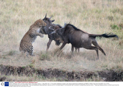 Mother wildebeest saves calf from leopard attack, Masai Mara, Kenya - 17 Sep 2013