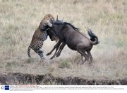 Mother wildebeest saves calf from leopard attack, Masai Mara, Kenya - 17 Sep 2013