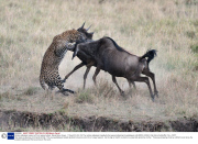 Mother wildebeest saves calf from leopard attack, Masai Mara, Kenya - 17 Sep 2013